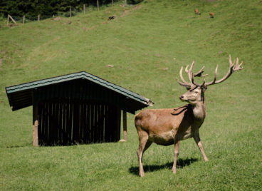 Wildpark Ferleiten